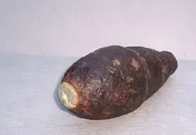 3.67 Caliber Percussion Fuzed Schenkl Shell.webp