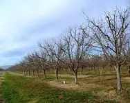 prunes.webp