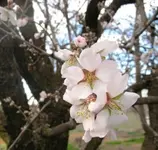 almond.webp
