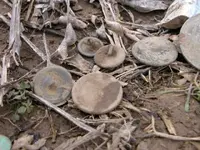 DSCN0034.webp