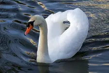 1.webp