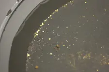 Pan of Gold Close Up.webp