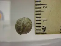 Musket ball.webp