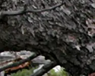 bent tree crop.webp