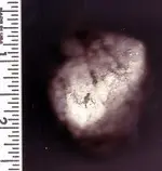 Sandstone Top.webp