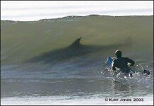 surf shark.jpg