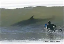 surf shark.webp