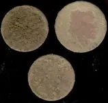 buff, indian,wheat dirty.webp