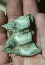 Tooth1.webp