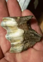 Tooth3.webp