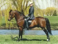 CovenantKnightHeir-.webp
