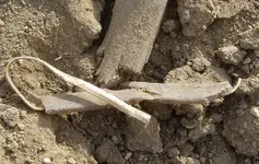 Dirt Clod Ring Eyeglass Stem 1.webp