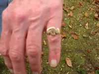 Nuss ring 002.webp