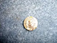 button 7.webp