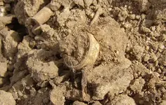 Dirt Clod Ring 1.webp