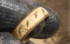 Dirt Clod Ring 6.webp