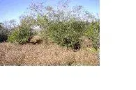 IM001155.webp