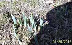 100_1598.webp