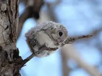 christmas-animal.webp