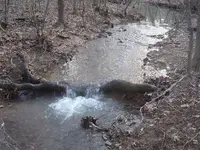 woods walk 001.webp