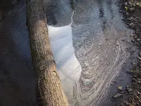 woods walk 003.webp