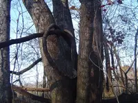 woods walk 004.webp