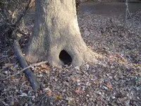 woods walk 005.webp