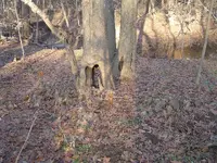woods walk 007.webp