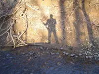 woods walk 009.webp