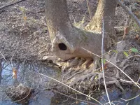 woods walk 010.webp
