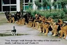 catsfear.webp