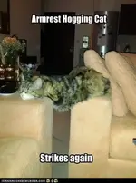 funny-pictures-armrest-hogging-cat.webp