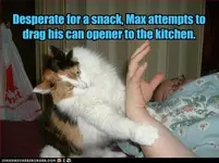 funny-pictures-desperate-for-a-snack-max-attempts-to-drag-his-can-opener-to-the-kitchen.webp