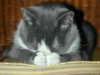 Gray 2.webp