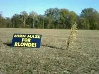 corn maze.webp