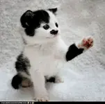 funny-pictures-cyoot-kitteh-of-teh-day-plz-stawp-wiff-teh-hitler-jokez7.webp