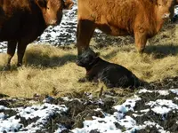 baby calve 001.webp