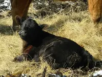 baby calve 002.webp