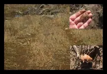 Christmas Day Artifact Hunting (700x467).webp