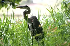 Heron.webp