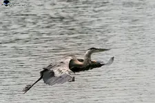 Heron in Flight.webp