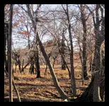 Bluff top (700x685) (700x685).webp