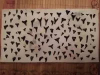 Sharks Teeth 1 1-28-12.webp