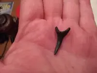 Sharks Teeth 2 1-28-12.webp