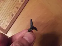 Sharks Teeth 3 1-28-12.webp