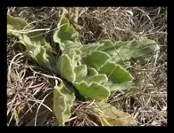 Indian Tobacco-Mullein (700x525) 12-25-2011 1-10-33 AM 700x525.webp