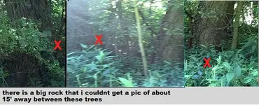 big trees-cw0909.webp