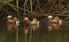 Mandarin Friars Park 241211 WEB 095.webp