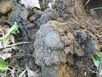 DEC 25TH CORN FIELD WITH JESS 2 COPPERS 004.webp