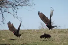 birds2.webp